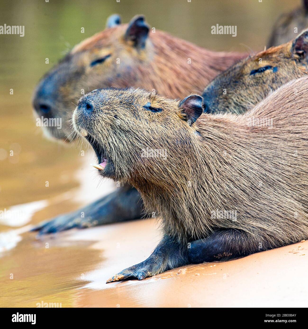 Capybaras (Hydrochoerus hydrochaeris) ruht am Flussufer, Porto Jofre, Pantanal, Brasilien Stockfoto