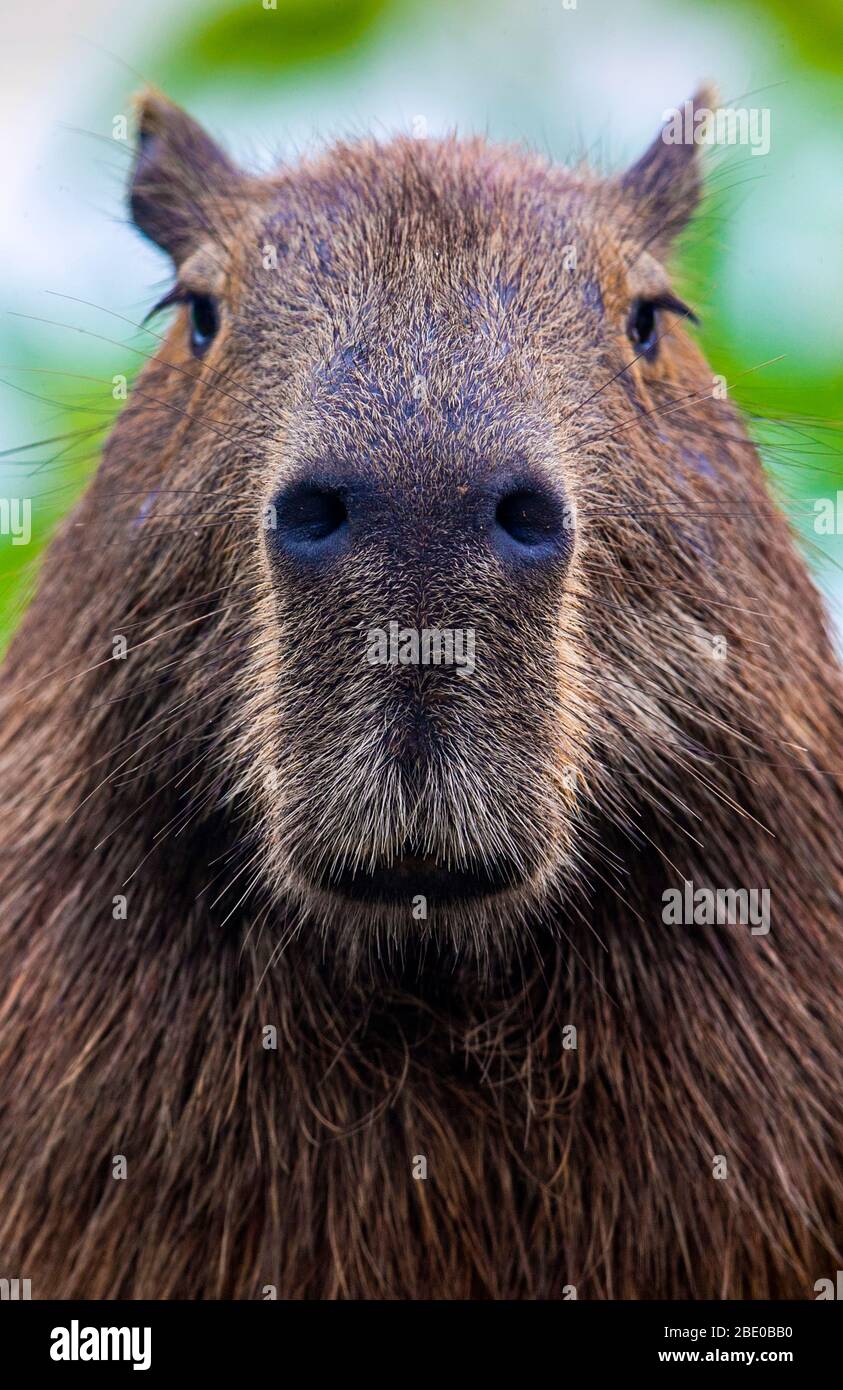Porträt von Capybara (Hydrochoerus hydrochaeris) beim Betrachten der Kamera, Porto Jofre, Pantanal, Brasilien Stockfoto