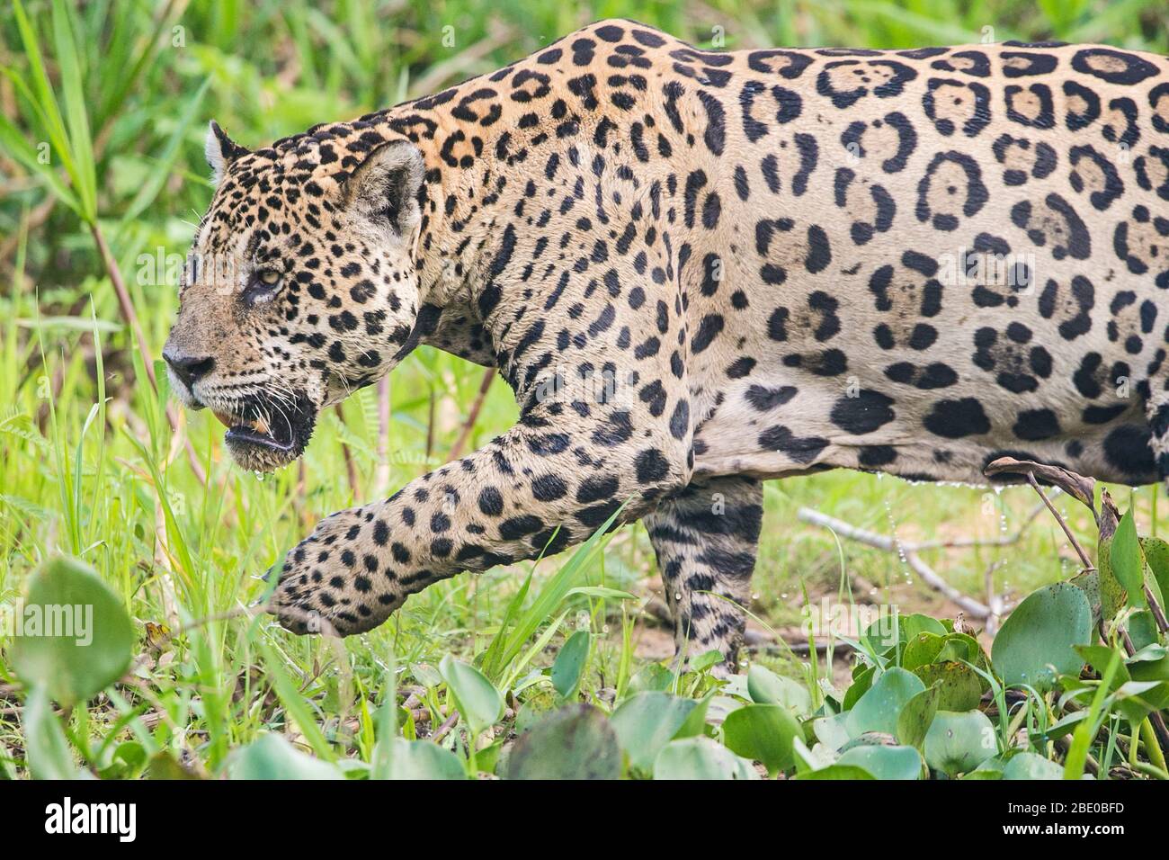 Jaguar (Panthera onca) Wandern auf Gras, Porto Jofre, Pantanal, Brasilien Stockfoto