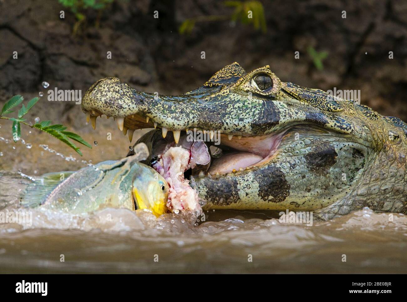 Pantanal cayman töten in Cuiaba River, Porto Jofre, Mato Grosso, Brasilien Stockfoto