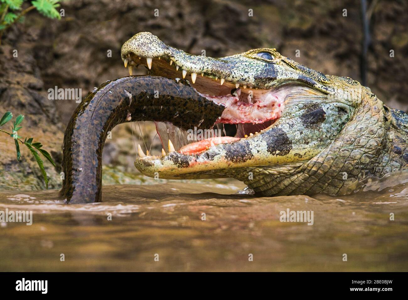 Pantanal cayman töten in Cuiaba River, Porto Jofre, Mato Grosso, Brasilien Stockfoto