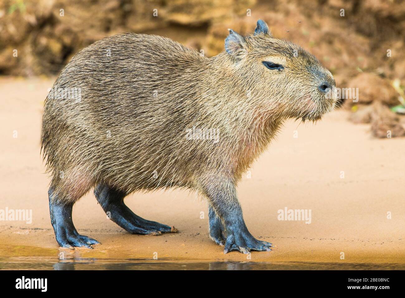 Capybara (Hydrochoerus hydrochaeris), Porto Jofre, Mato Grosso, Brasilien Stockfoto