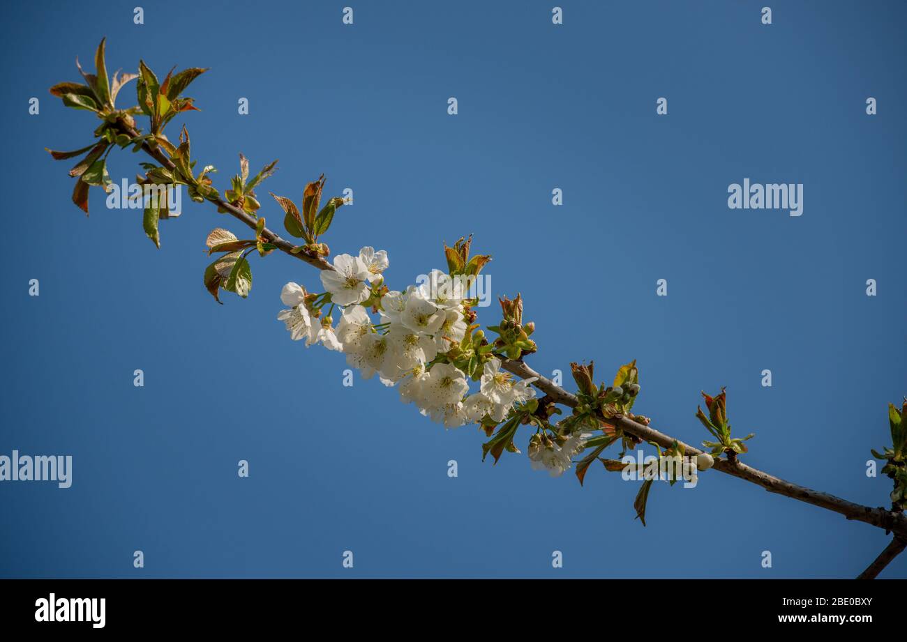 blühender Kirschbaum im Frühling Stockfoto