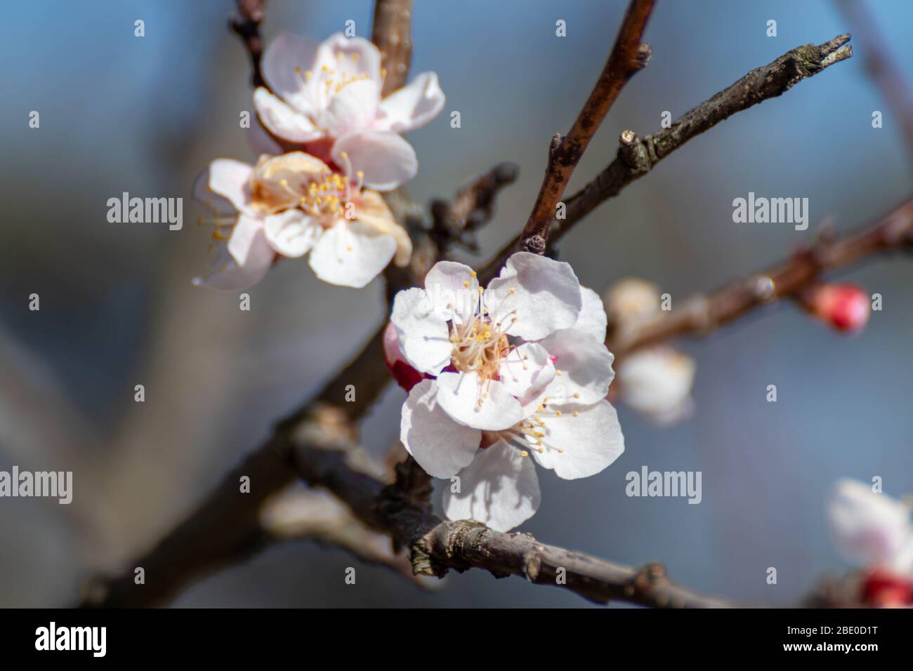 Weiße rosa Kirschblütenblüten Blüten Nahaufnahme, unfokussierte Äste. Romantische Frühling zarte Blütenblätter Natur Details Makro mit verschwommenem Hintergrund Stockfoto