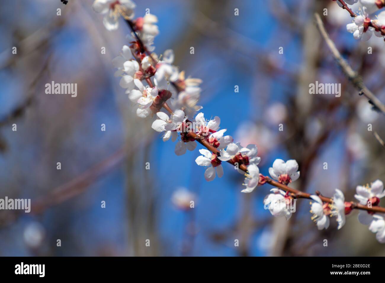 Weiße rosa Kirschblütenblüten Blüten Nahaufnahme, unfokussierte Äste. Romantische Frühling zarte Blütenblätter Natur Details Makro mit verschwommenem Hintergrund Stockfoto