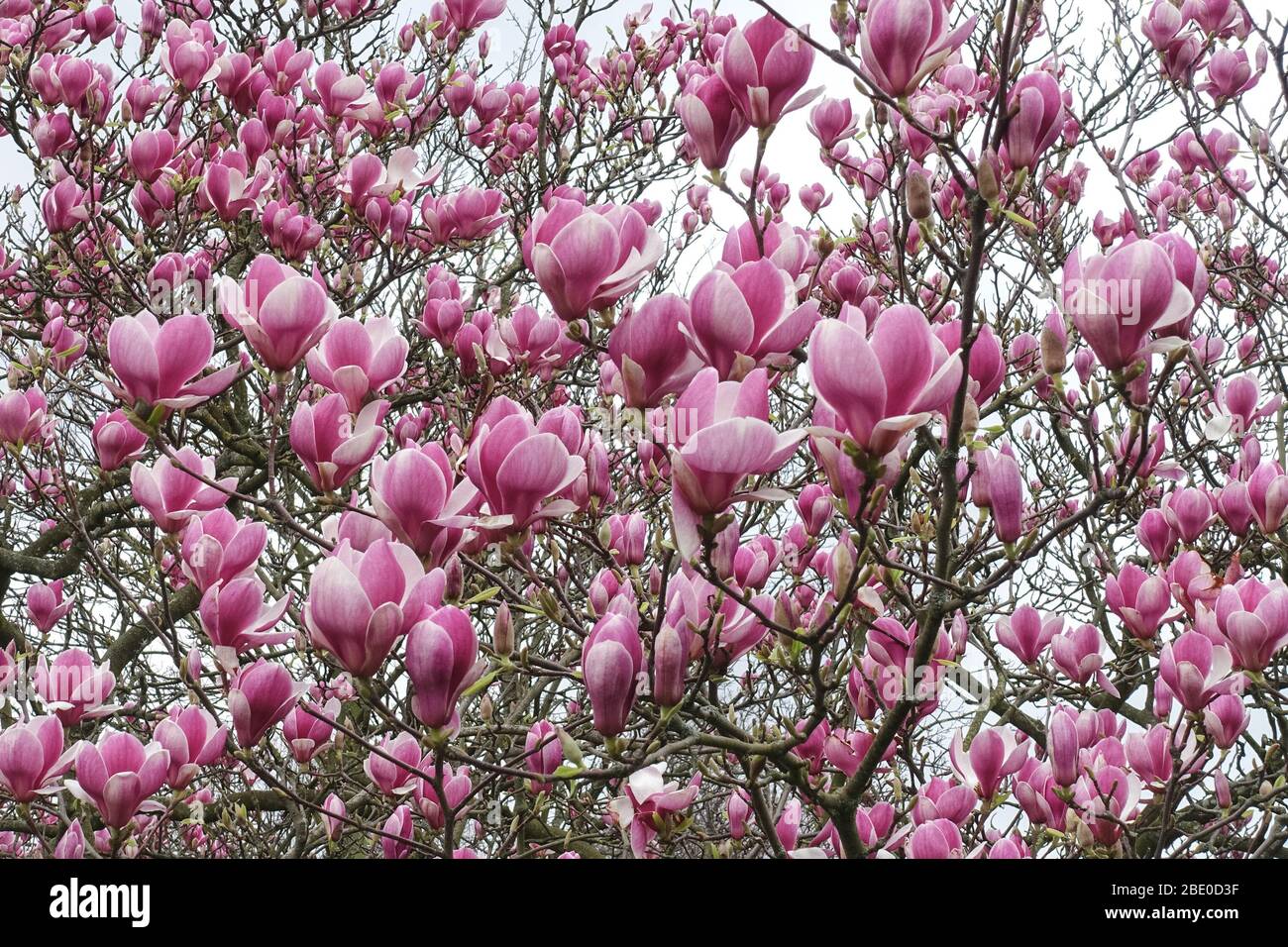 Blühende rosa Blüten von Magnolienbaum Stockfoto