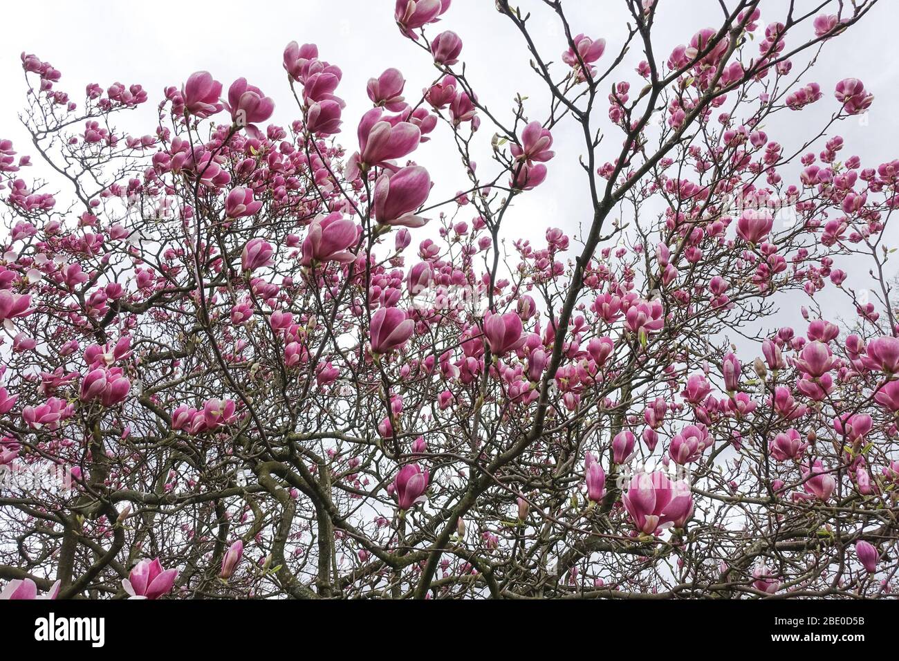 Blühende rosa Blüten von Magnolienbaum Stockfoto