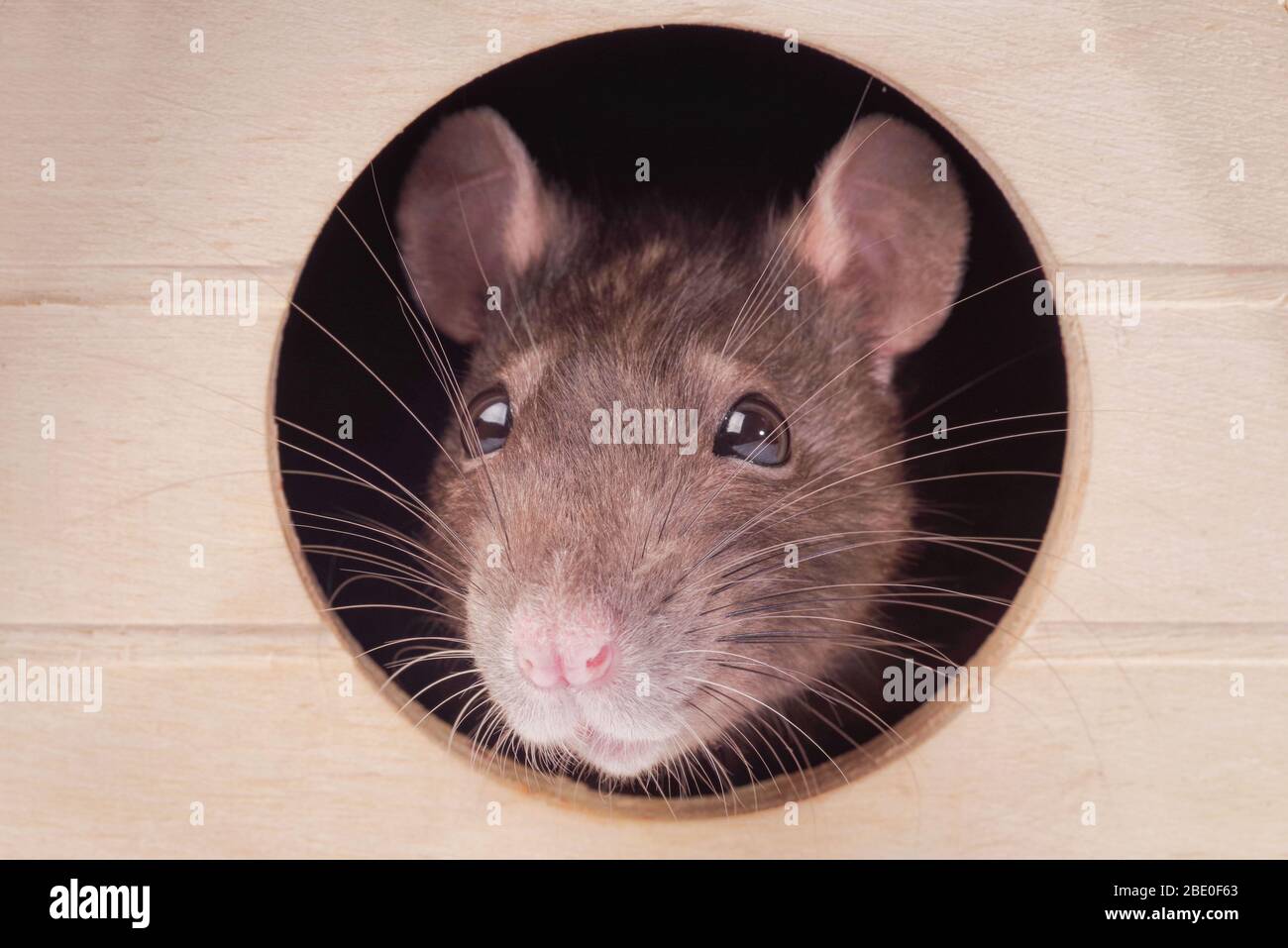 Die Maus schaut in ein rundes Loch.Ratte im Haus.Fang einer grauen Ratte.Jahr der Ratte. Niedliche Ratte. Stockfoto