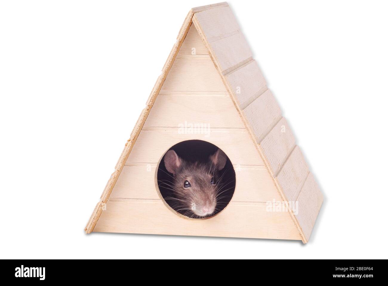 Die Maus schaut in ein rundes Loch.Ratte im Haus.Fang einer grauen Ratte.Jahr der Ratte. Niedliche Ratte. Stockfoto