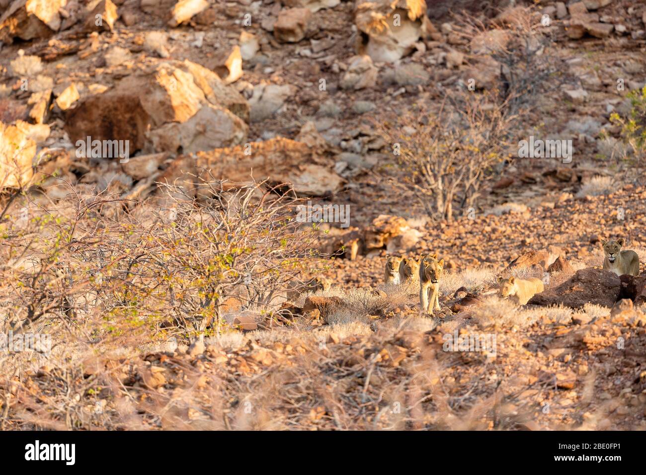 Eine Löwenfamilie kommt am Ende des Tages aus einer Schlucht Stockfoto