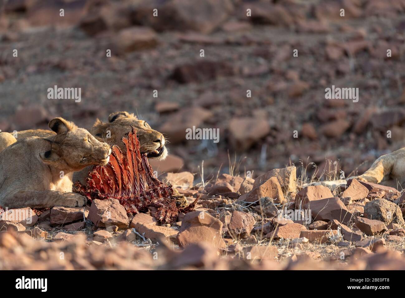 Zwei junge Wüstenlöwen fressen die Überreste eines Zebrakarkadaes Stockfoto