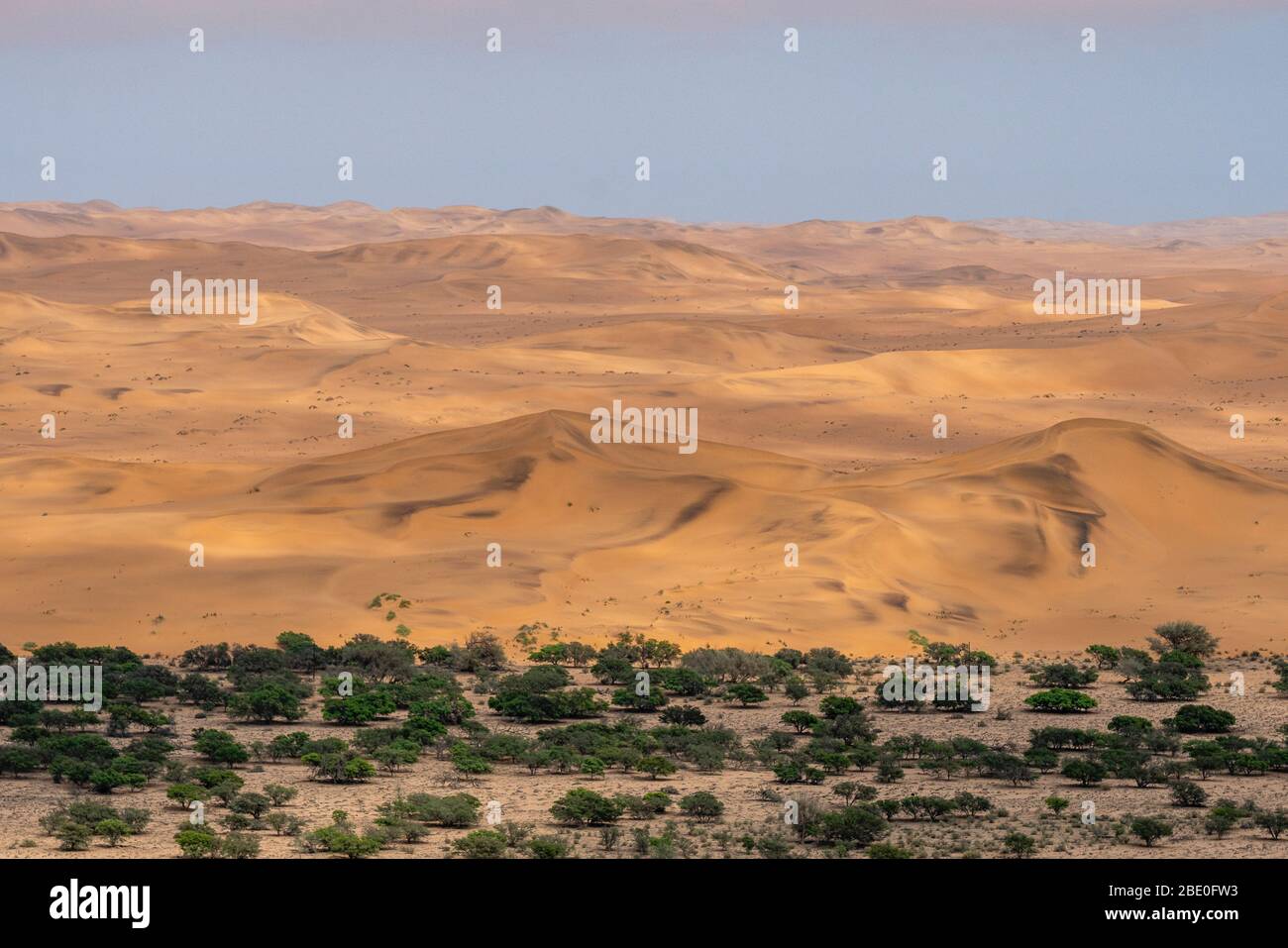 Fichtenwald mit den Dünen der namibischen Wüste im Hintergrund Stockfoto