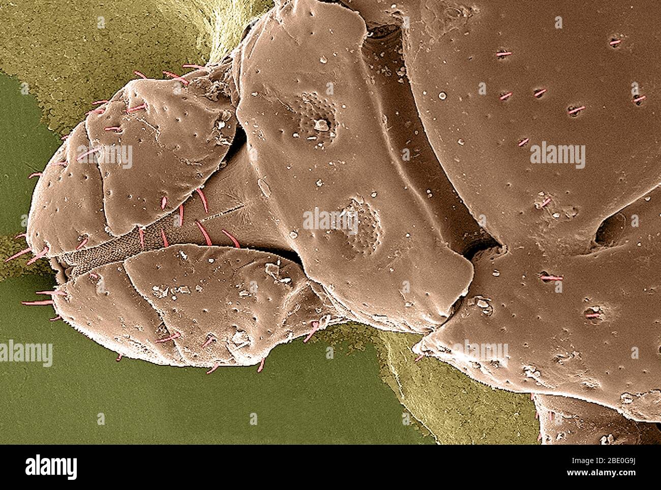 Farblich verstärkter SEM, der die dorsale Ansicht eines Dermacentor variabilis zeigt. D. variabilis, auch bekannt als die amerikanische Hund Zecke oder Holzzicke, ist eine Art von Zecken, die bekannt ist, dass Bakterien für mehrere Krankheiten beim Menschen verantwortlich tragen, einschließlich Rocky Mountain Fleckfieber und Tularämie (Francisella tularensis). Es ist eine der bekanntesten harten Zecken. Krankheiten werden verbreitet, wenn es Blut vom Wirt saugt, das einige Tage dauern könnte, damit der Wirt einige Symptome erfahren kann. Vergrößerung: 98fach. Stockfoto