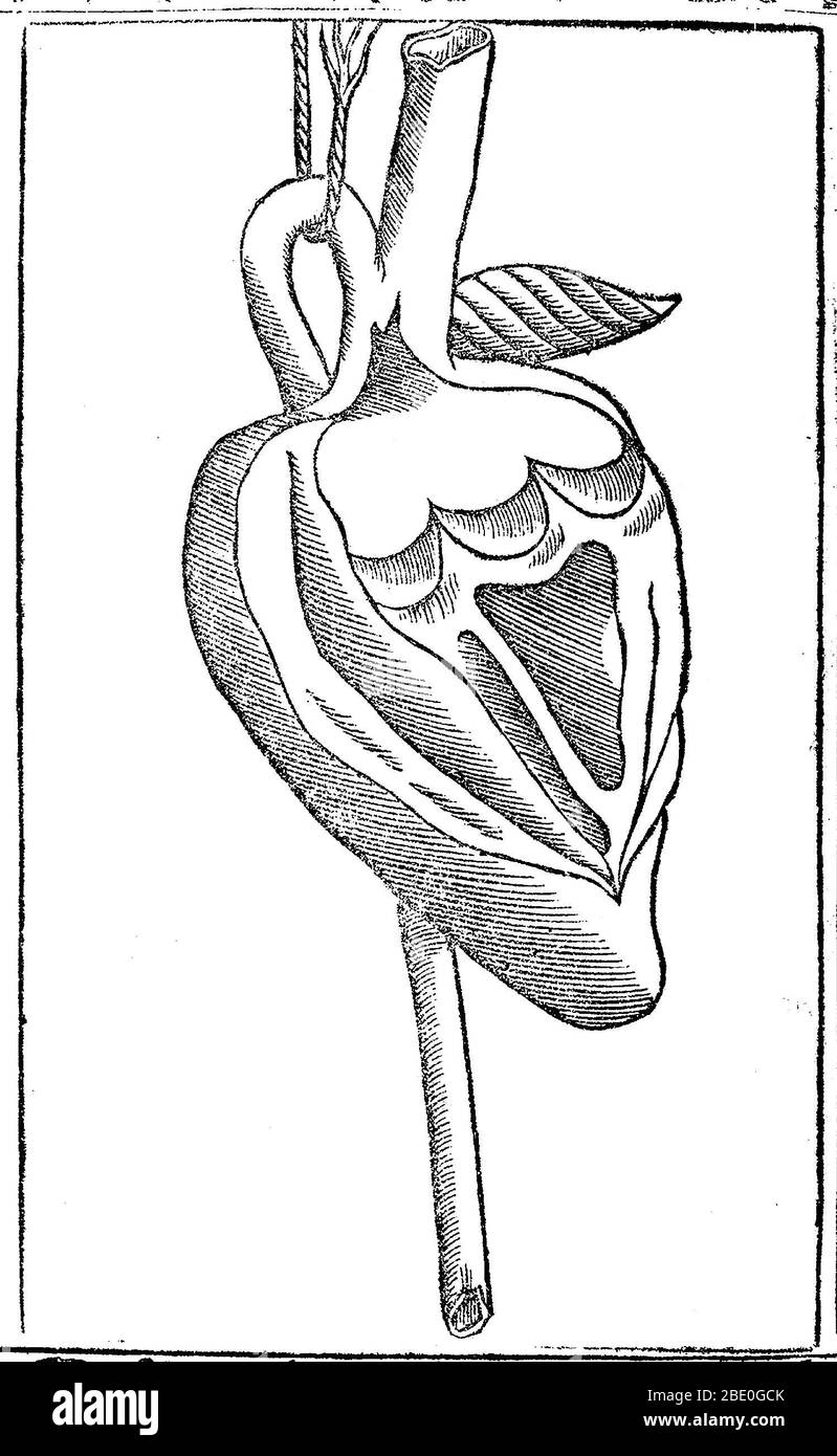 Artwork aus Jacopo Berengario da Carpi's Lehrbuch, Isagogae breves, perlucidae ac uberrimae, in anatomiam humani corporis a communi medicorum academia usitatem (in Englisch als eine kurze Einführung in die Anatomie bekannt), veröffentlicht 1523. Jacopo Berengario da Carpi (ca. 1460-ca. 1530), auch bekannt als Jacobus Berengarius Carpensis, Jacopo Barigazzi, oder einfach Carpus widmete einen großen Teil seiner Zeit der Anatomie und rüstete sich darauf, mehrere hundert Körper seziert. In Fragen der Anatomie, Berengario gewidmet war, um die Texte und Theorien von Mondino dei Luzzi (d. 1326), auch bekannt als Mundinus, wer r Stockfoto