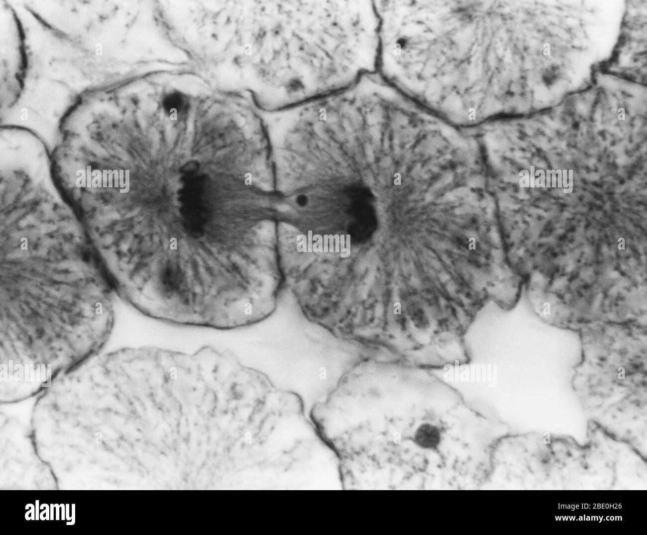 Leichte Mikrograph zeigt Mitose in Weißfischblastula, Telophase. Keine Vergrößerung angegeben. Mitose, die übliche Methode der Zellteilung, die typischerweise durch die Auflösung des Chromatins des Zellkerns in eine fädenähnliche Form gekennzeichnet ist, Die zu Chromosomen kondensiert, die sich jeweils längs in zwei Teile aufteilen, wobei jeweils ein Teil jedes Chromosoms in zwei neuen Zellen, die aus der ursprünglichen Zelle hervorgehen, erhalten bleibt. Die vier Hauptphasen der Mitose sind Prophase, Metaphase, Anaphase und Telophase. Blastula, ein tierischer Embryo im Stadium unmittelbar nach der Teilung des befruchteten e Stockfoto