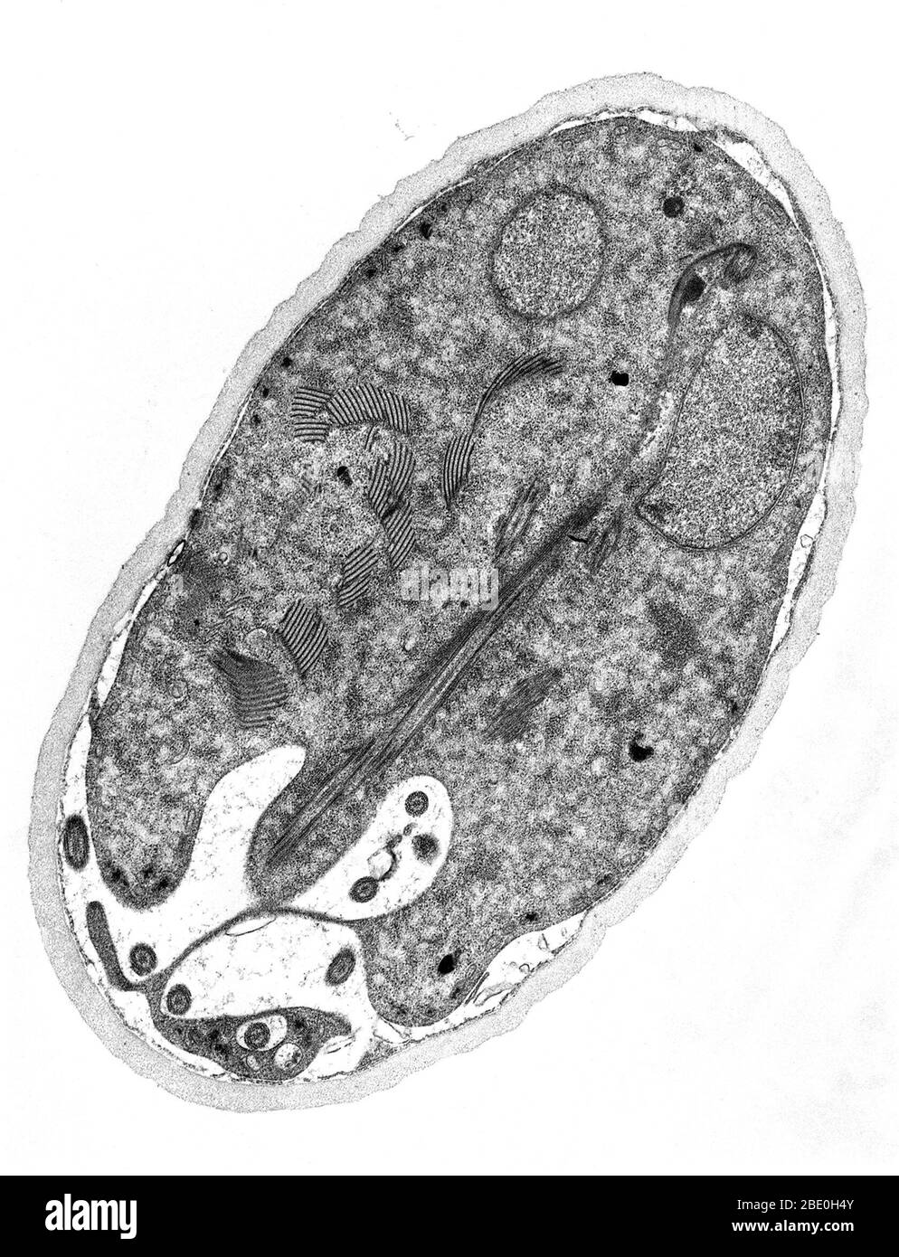 Transmission Electron Micrograph (TEM) zeigt das Zyststadium eines Giardia sp. Protozoons. Die äußere Zystenwand besteht aus filamentösen und membranösen Teilen und ist vom Zytoplasma der Trophozoiten, die im Inneren durch den peritrophen Raum enthalten sind, getrennt. Diese Zystenwand ist etwa 0.25 Mikrometer dick. Stockfoto