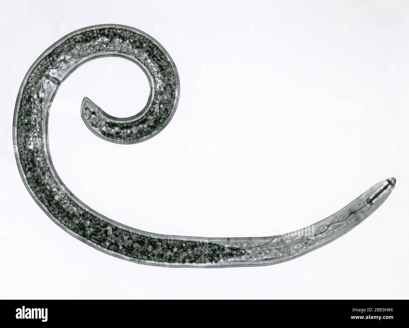 Leichter Mikrograph eines Fadenwurms oder Fadenwurms (Helicotylenchus sp.). Weiblich. Stockfoto