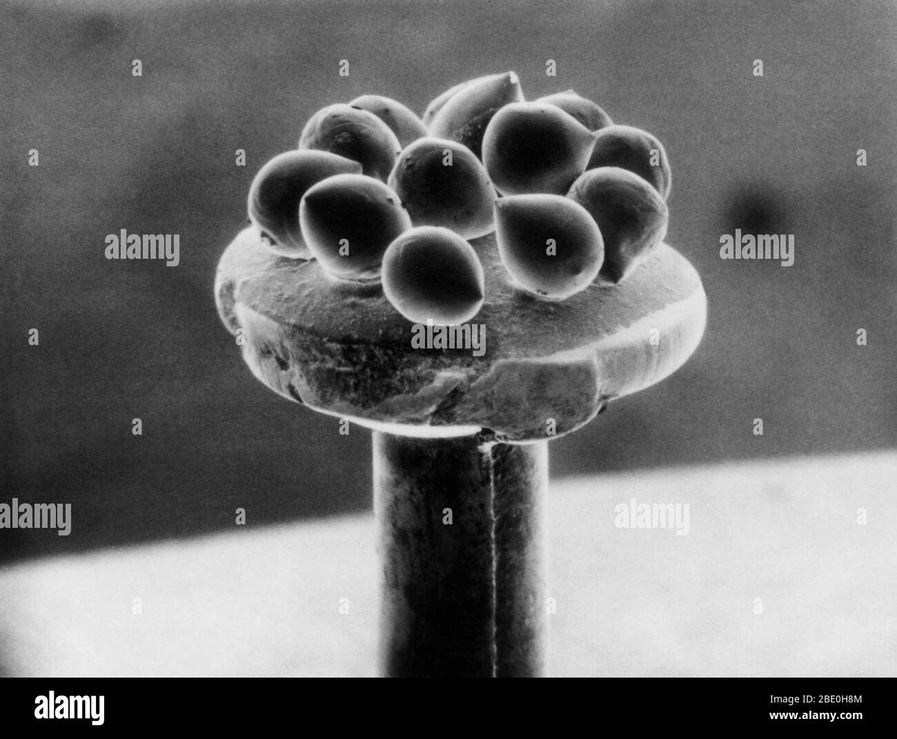 Scanning Electron Micrograph (SEM), der Silikonperlen auf dem Kopf eines Stiftes zeigt. Stockfoto