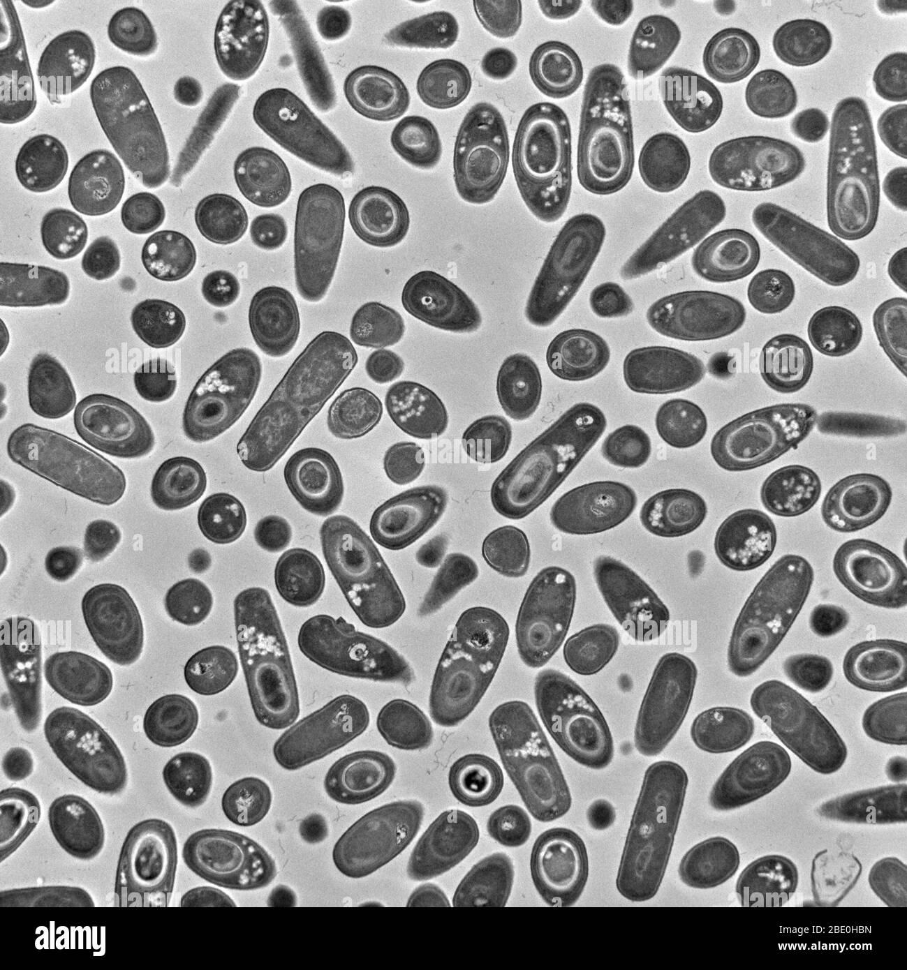 Transmission Electron Micrograph (TEM) von Bacillus subtilis Bakterien. Bacillus subtilis, auch Heubacillus oder Grasbacillus genannt, ist ein Gram-positives, katalogasespositives Bakterium, das im Boden und im Magen-Darm-Trakt von Wiederkäuern und Menschen vorkommt. B. subtilis, ein Mitglied der Gattung Bacillus, ist stabförmig und kann ein zähes, schützendes Endospore bilden, das es extremen Umweltbedingungen toleriert. B. subtilis wurde historisch als obligat Aerobe eingestuft, obwohl es Beweise dafür gibt, dass es sich um einen fakultativen Aerobe handelt. B. subtilis gilt als das am besten untersuchte Gram-positive Stockfoto