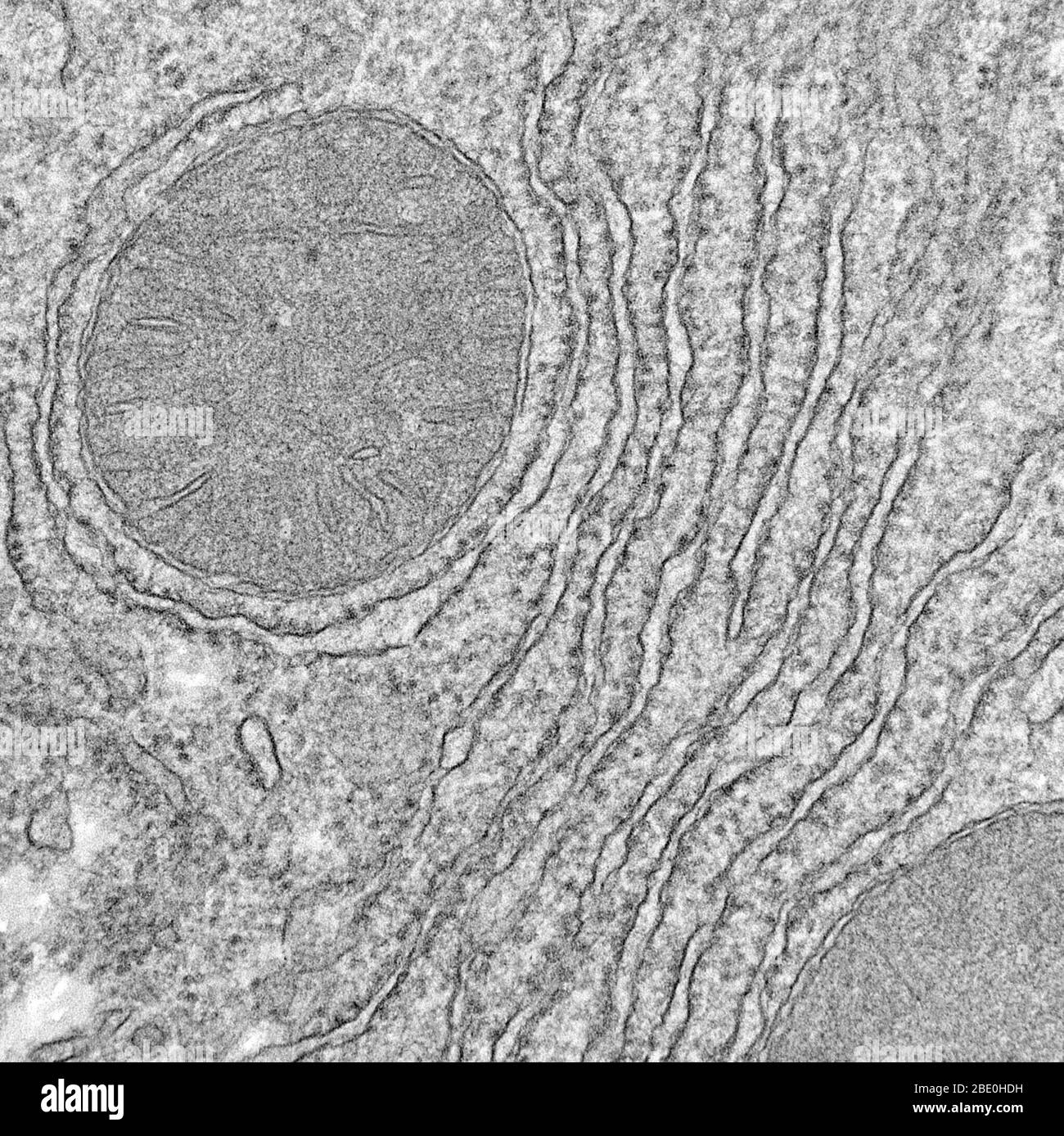 Transmission Electron Micrograph (TEM) zeigt Mitochondrien und raues endoplasmatisches Retikulum. Das Mitochondrien (Plural Mitochondrien) ist eine doppelt membrangebundene Organelle, die in allen eukaryotischen Organismen gefunden wird. Mitochondrien erzeugen den größten Teil der Zellversorgung mit Adenosintriphosphat (ATP), das als Quelle chemischer Energie verwendet wird. Sofern nicht ausdrücklich gefärbt, sind sie nicht sichtbar. Neben der Versorgung mit zellulärer Energie sind Mitochondrien an anderen Aufgaben beteiligt, wie z.B. Signalgebung, Zelldifferenzierung und Zelltod, sowie die Kontrolle über den Zellzyklus und das Zellwachstum zu behalten. Das endoplasmatische Stockfoto