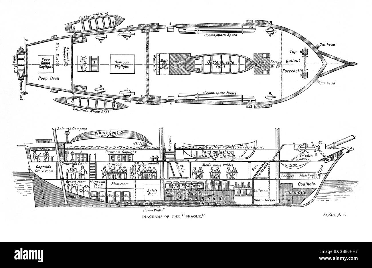 'H.M.S. Beagle Mittelabschnitt vorn und hinten 1832' aus 'die Reise der HMS Beagle' von Charles Darwin. Charles Darwin (1809-1882) war ein englischer Naturforscher und Geologe. Er stellte fest, dass alle Arten des Lebens im Laufe der Zeit von gemeinsamen Vorfahren abstammen, Und in einer gemeinsamen Publikation mit Alfred Russel stellte Wallace seine wissenschaftliche Theorie vor, dass dieses Verzweigungsmuster der Evolution aus einem Prozess resultierte, den er natürliche Selektion nannte, in dem der Kampf um die Existenz eine ähnliche Wirkung hat wie die künstliche Selektion, die in der selektiven Zucht involviert ist. Stockfoto