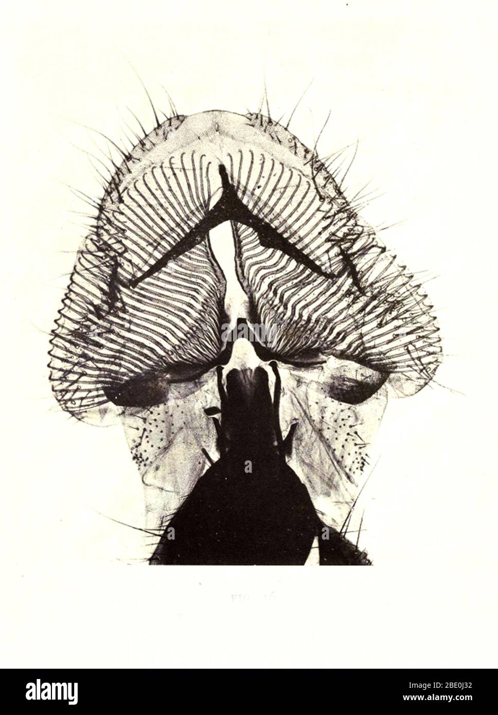 Proboscis der Blow-Fly. Vergrößerung: 40fach. Fotomikrograph von Arthur E Smith in den frühen 1900er Jahren, mit einem kombinierten Mikroskop und Kamera. 1904 stellte die Royal Society in London eine Reihe von Smiths Fotomikrographen der Öffentlichkeit aus. Sie wurden später 1909 in einem Buch mit dem Titel "Nature Through Microscope & Camera" veröffentlicht. Sie waren die ersten Beispiele für die Photomikroskopie, die viele je gesehen hatten. Stockfoto