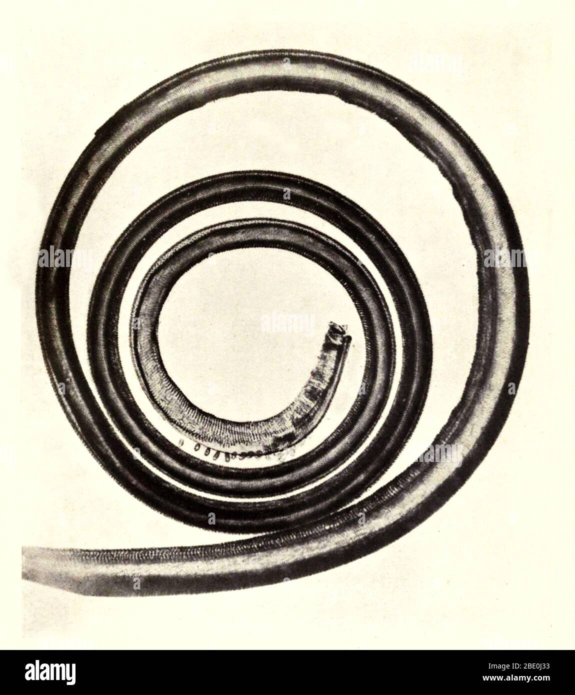 Schmetterlingszunge. Vergrößerung: 50fach. Fotomikrograph von Arthur E Smith in den frühen 1900er Jahren, mit einem kombinierten Mikroskop und Kamera. 1904 stellte die Royal Society in London eine Reihe von Smiths Fotomikrographen der Öffentlichkeit aus. Sie wurden später 1909 in einem Buch mit dem Titel "Nature Through Microscope & Camera" veröffentlicht. Sie waren die ersten Beispiele für die Photomikroskopie, die viele je gesehen hatten. Stockfoto