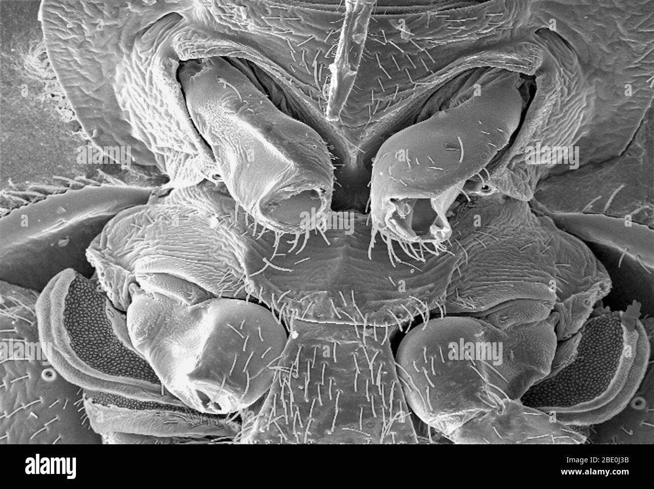 Der Rasterelektronenmikrograph (SEM) zeigte einige der ultrastrukturellen Morphologie, die auf der ventralen Oberfläche eines Bettwanzens, Cimex lectularius, dargestellt ist. Von dieser Ansicht aus können Sie oben die Mundstücke sehen, die das Insekt zum Durchstechen seiner Blutmahlzeit verwendet, sowie eine Reihe seiner sechs Gliederbeine. Sie werden auch eine schöne durchscheinende Struktur am unteren Rand des Bildes bemerken. Es wird spekuliert, dass dieses wundersame ultrastrukturelle Organ höchstwahrscheinlich eine Duftdrüse ist, oder mit der Verbreitung von Duft verbunden ist, der in der Natur pheromonal sein kann. Eine weitere Abschnittsverschnittsverschnittsverschnittsverschnittsverschnittsverschnittsverschnittsver Stockfoto