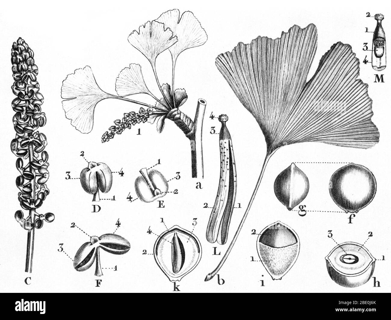 Ginkgo biloba von Louis Claude Marie Richard (September 17. 1754 - Juni 6, 1821) ein französischer Botaniker und botanischen Illustrator. Ginkgo ist eine Gattung der höchst ungewöhnliche nicht blühenden Pflanzen. Der wissenschaftliche Name ist auch unter dem englischen Namen verwendet. Der Auftrag, zu dem es gehört, Ginkgoales, zuerst in der Permian erschienen, 270 Millionen Jahren, möglicherweise von der eed Farne abgeleitet: "Peltaspermales. Die Rate der Evolution innerhalb der Gattung hat sich nur langsam, und fast alle seine ausgestorbenen Arten hatte bis zum Ende des Pliozäns geworden; die Ausnahme ist das einzige Lebewesen, Ginkgo Biloba, die nur fou Stockfoto
