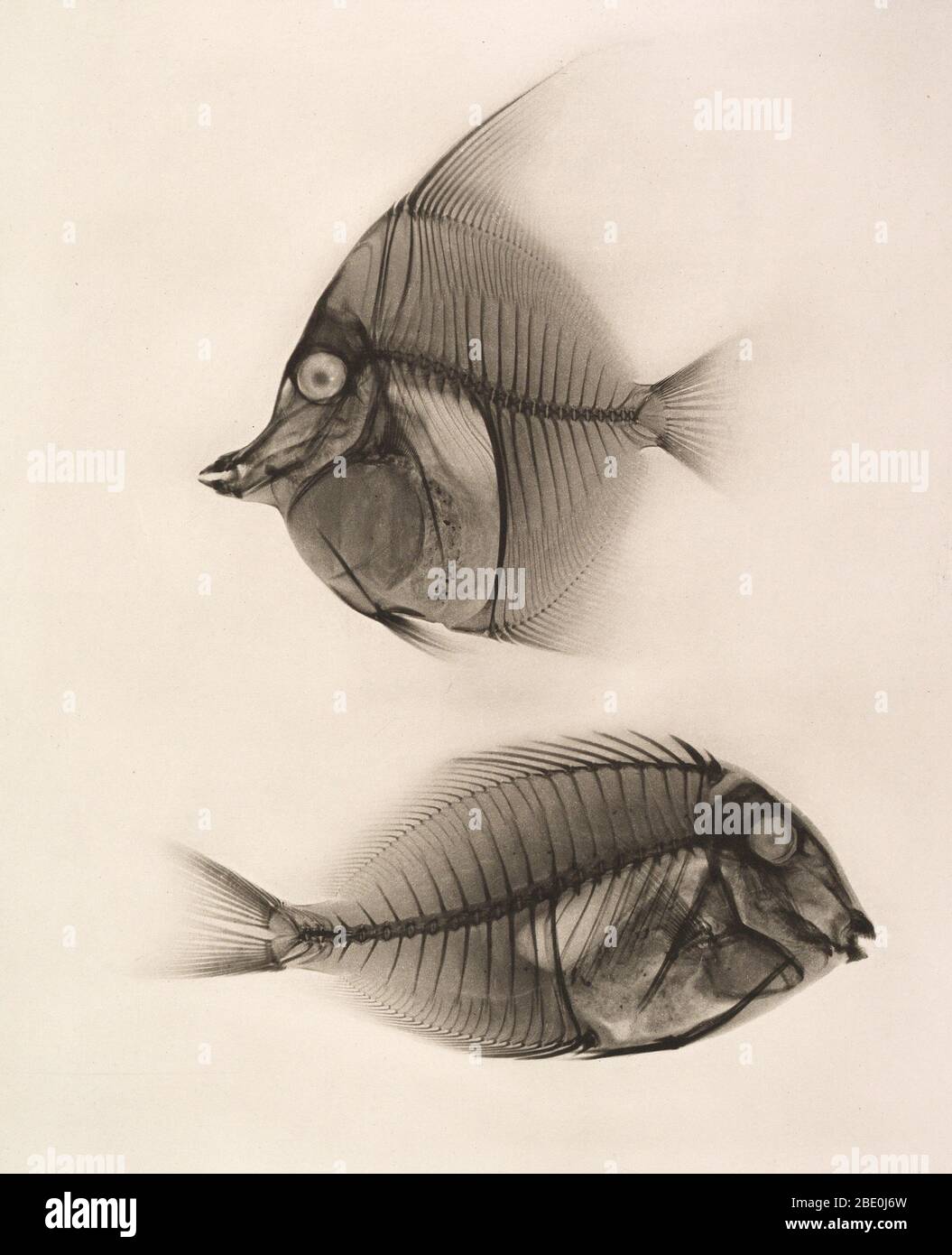 Historische Röntgenaufnahme des maurischen Idols (Zanclus cornutus) und des Blauen Surgeonfish (Acanthurus nigros), 1896. Aufgenommen von Josef Maria Eder (Österreicher, 1855-1944) und Eduard Valenta (Österreicher, 1857-1937). Tiefdruck. Eder war Direktor eines Instituts für grafische Prozesse und Autor einer frühen Geschichte der Fotografie. Mit dem Fotochemiker Valenta produzierte er im Januar 1896, weniger als einen Monat nachdem Wilhelm Conrad Rontgen seine Entdeckung der Röntgenstrahlung veröffentlicht hatte, ein Portfolio. Eder und Valenta's Volumen, aus dem diese Platte stammt, demonstrierten die magische Fähigkeit des Röntgenstrahls, die verborgenen en zu offenbaren Stockfoto