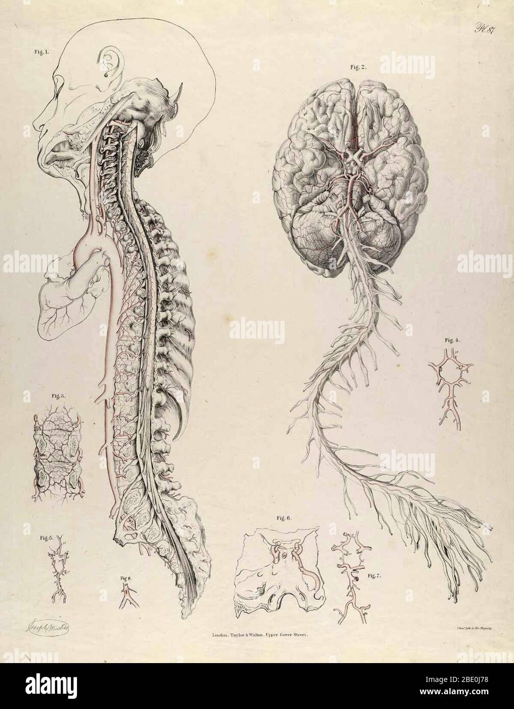 Illustration von der Anatomie der Arterien des menschlichen Körpers mit ihren Anwendungen zur Pathologie und operativen Chirurgie. Von Richard Quain, Veröffentlicht 1844. Stockfoto