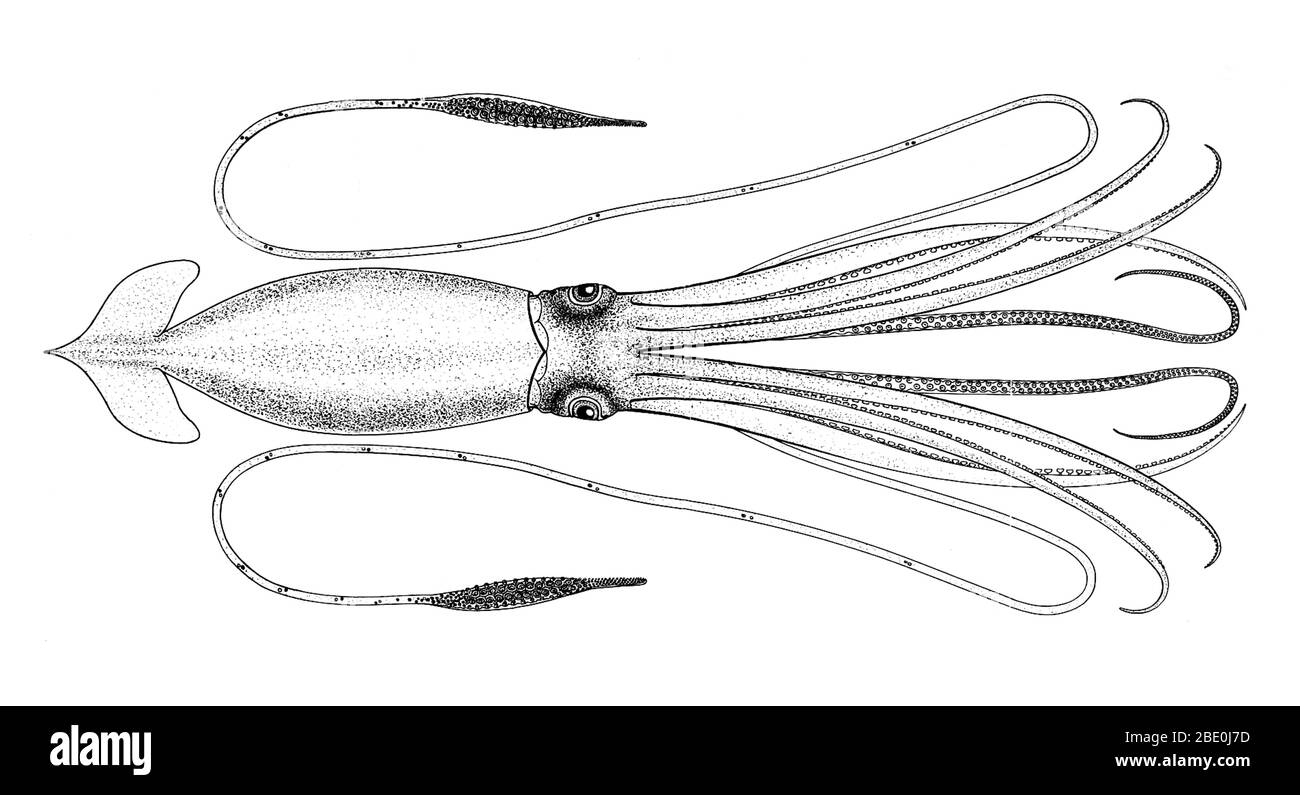 Titel: 'A.E. Verill aus der Natur.' Der Riesenkalk (Gattung Architeuthis) ist ein Tiefsee-Hauskalid in der Familie Architeuthidae. Riesenkalmar kann zu einer enormen Größe wegen Tiefsee-Gigantismus wachsen: Neuere Schätzungen setzen die maximale Größe bei 43 Fuß für Weibchen und 33 Fuß für Männchen von den hinteren Flossen zur Spitze der zwei langen Tentakeln. Der Mantel ist ungefähr 6.6 Fuß lang (mehr für Weibchen, weniger für Männchen), und die Länge des Tintenfischs, der seine Tentakeln ausschließt (aber einschließlich Kopf und Arme), übersteigt selten 16 Fuß. Behauptungen von Proben von 66 Fuß oder mehr sind nicht wissenschaftlich gewesen Stockfoto