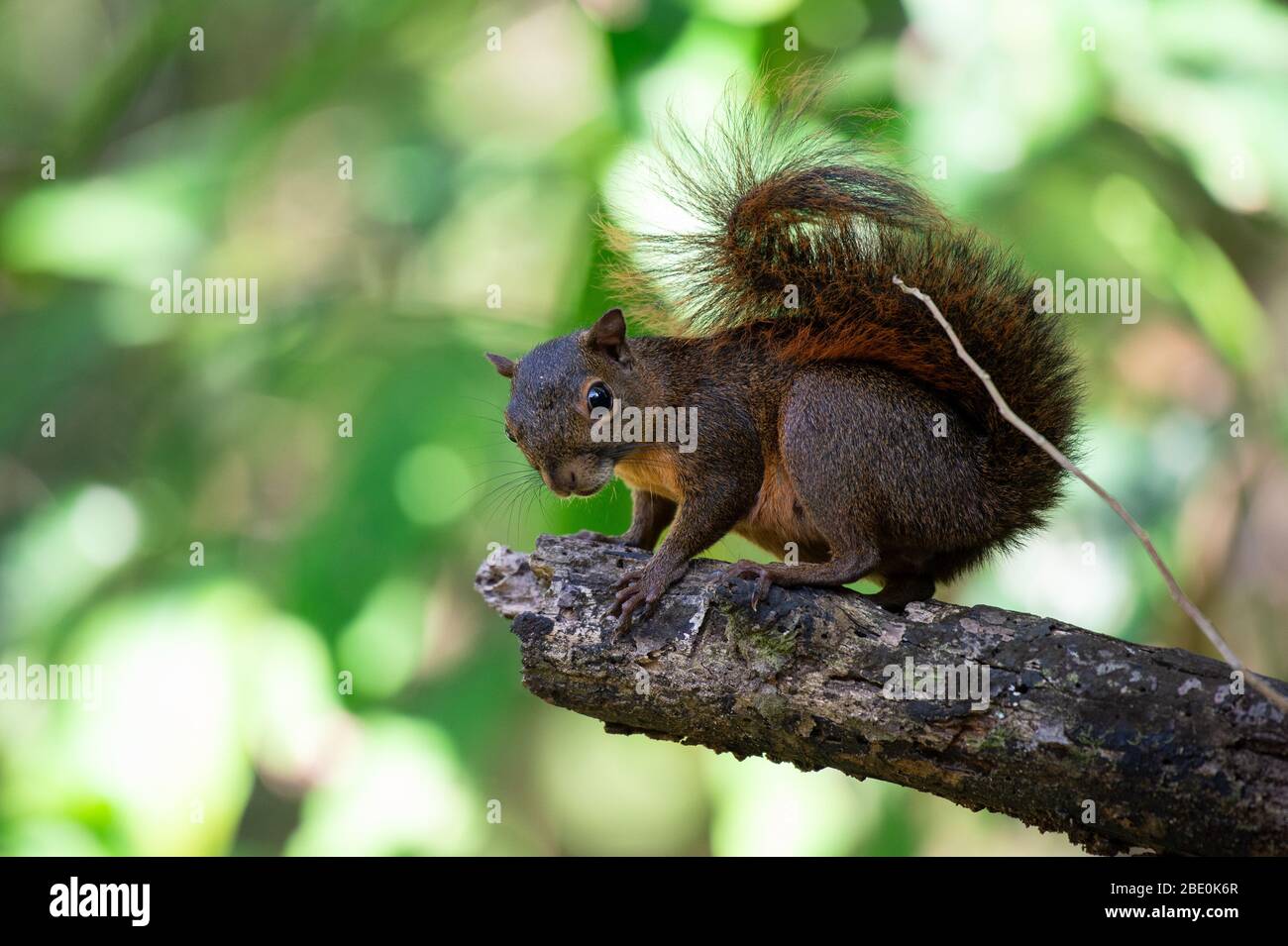 Eichhörnchen, Sciuirus variegatoides, Sciuridae, Corcovado Nationalpark; Osa Halbinsel; Costa Rica; Centroamerica Stockfoto