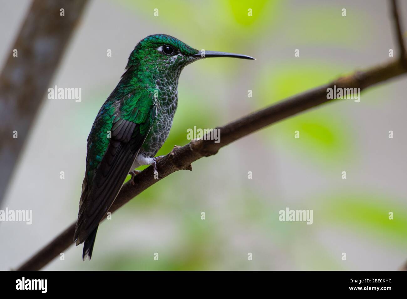 Weibchen von Green-Crowned Brilliant, Heliodoxa jacula, Trochilidae, Monteverde Cloud Forest Reserve, Costa Rica, Centroamerica Stockfoto