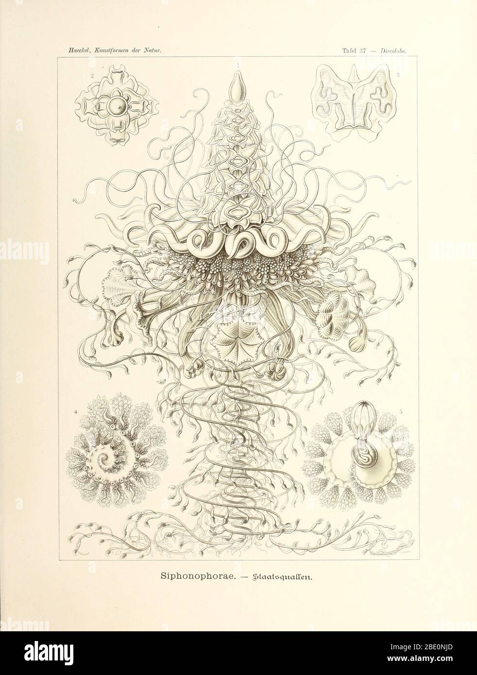 Siphonophore (Siphonophorae) aus Ernst Haeckels Kunstformen der Natur, 1904 Stockfoto