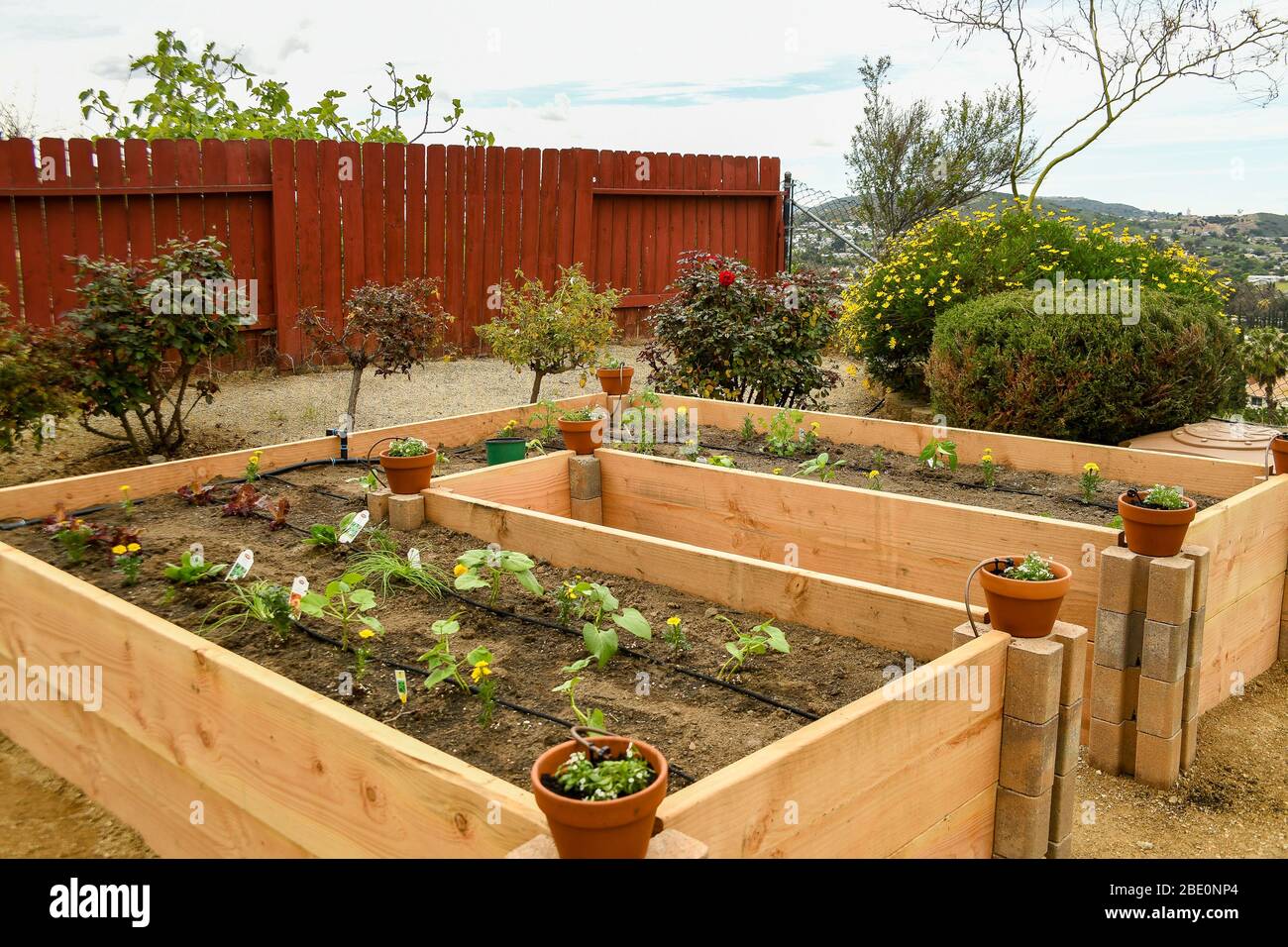 Hochbett Garten alle gebaut, gefüllt, und mit Gemüse und Ringelblumen  gepflanzt Stockfotografie - Alamy