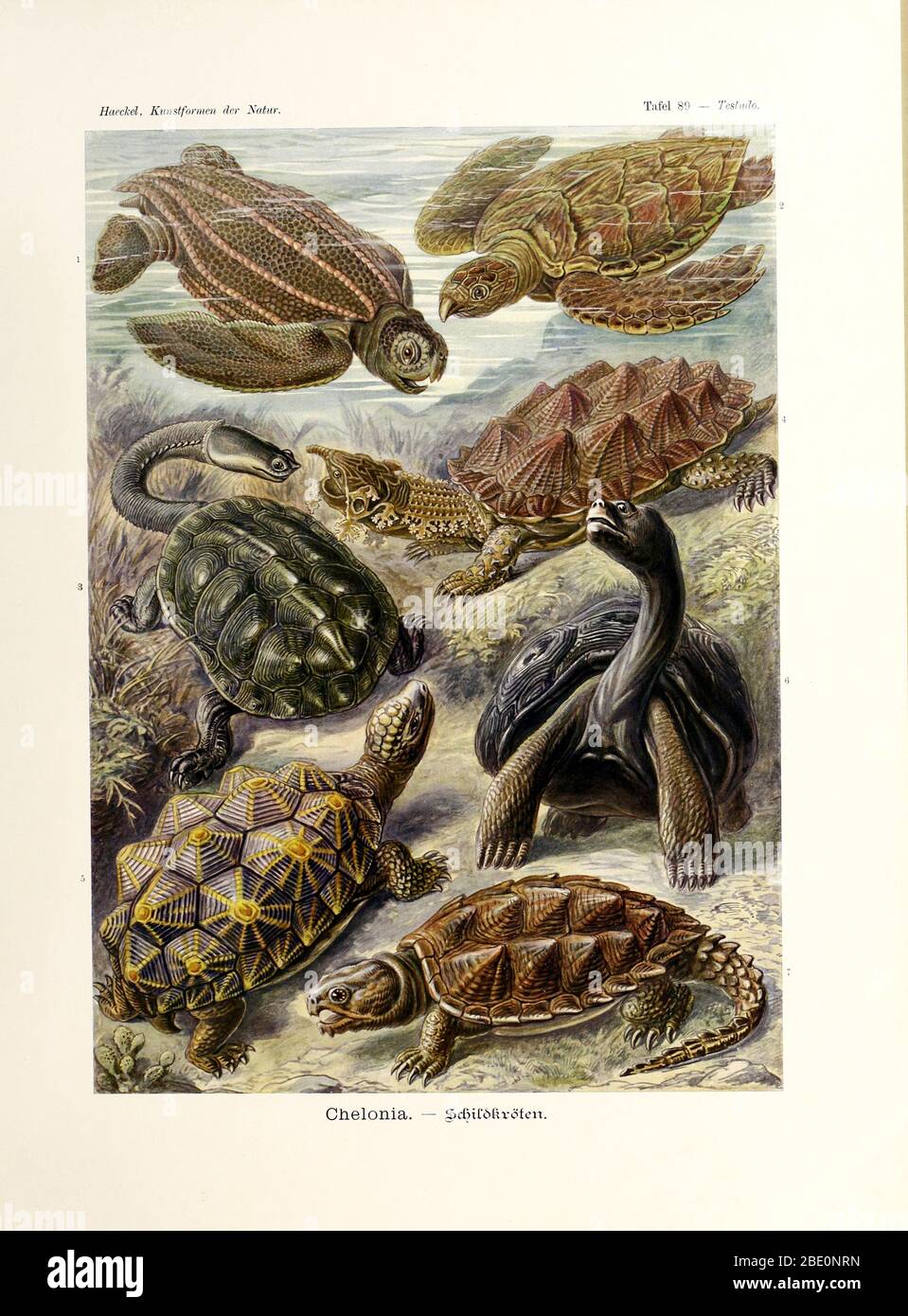 Schildkröte (Chelonia) aus Ernst Haeckels Kunstformen der Natur, 1904 Stockfoto