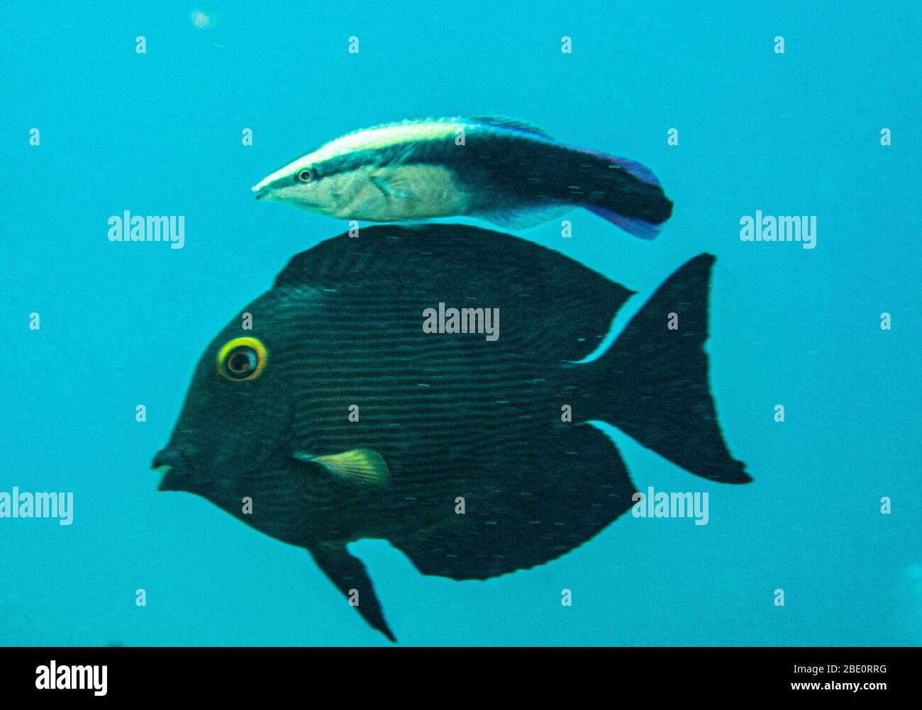 Hawaiianische Reinigungswrasse und Goldring Surgeonfish. Stockfoto