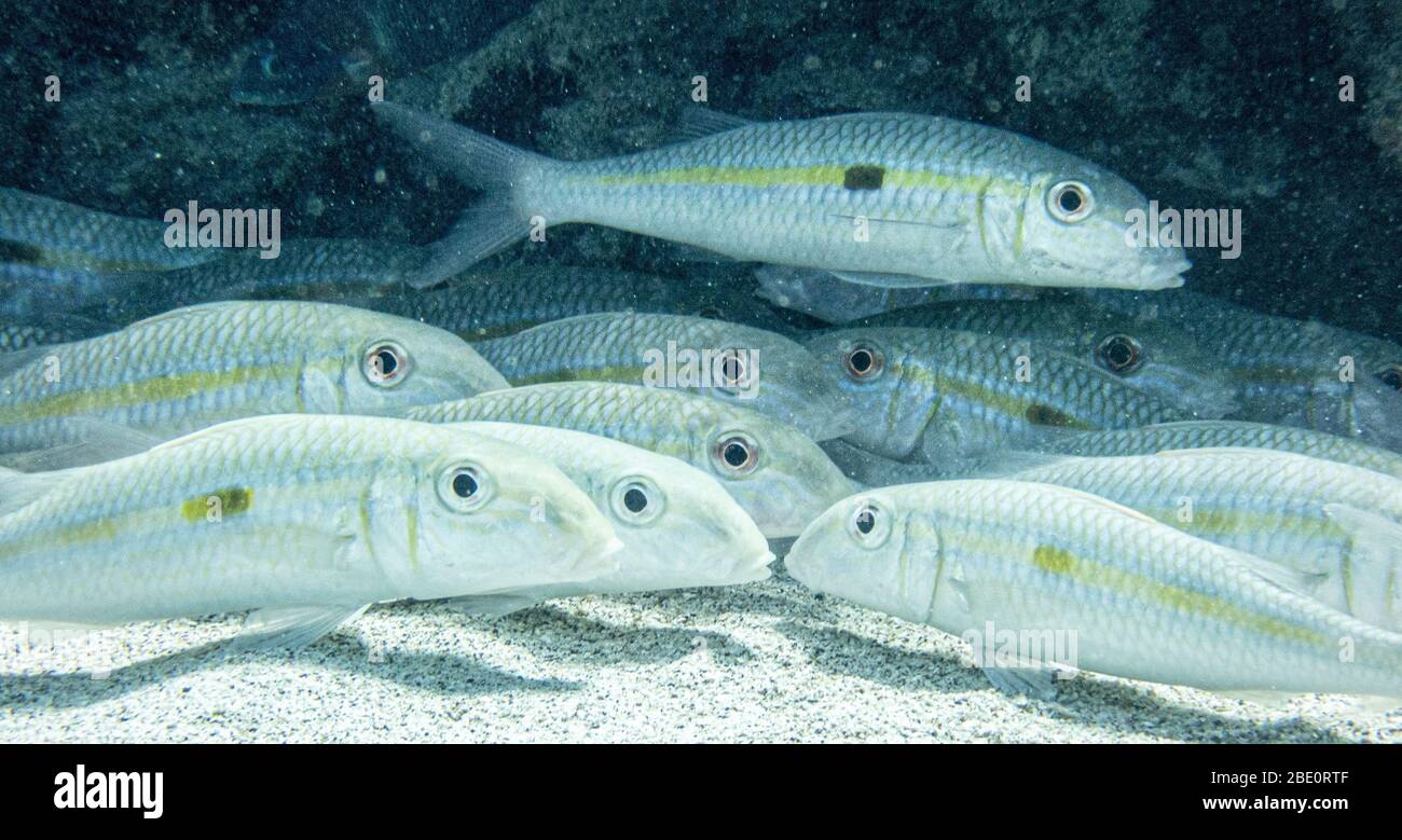 Schule von Gelbstreifen-Ziegenfischen auf dem Sand ruht. Stockfoto