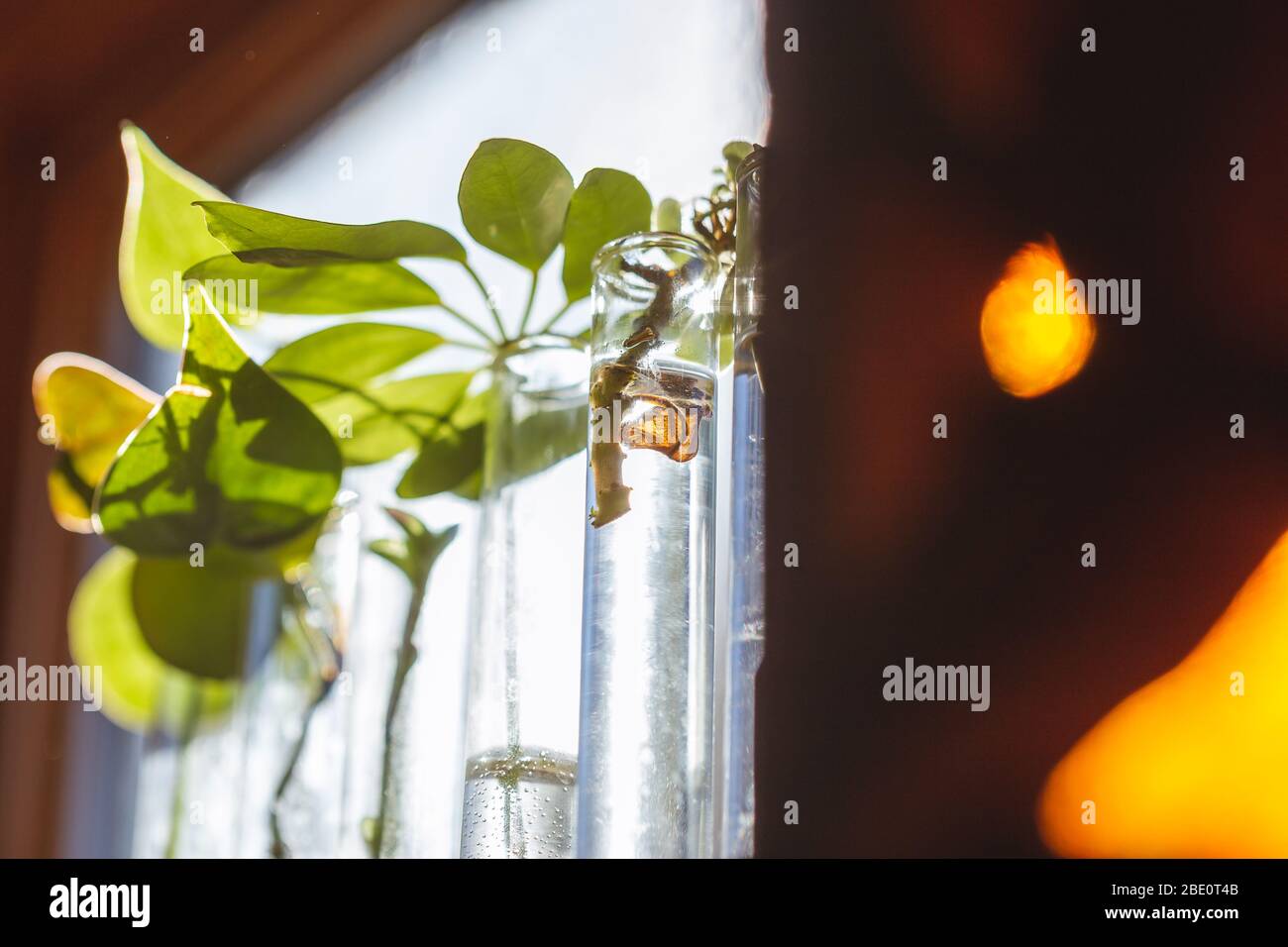 Stecklinge in Reagenzgläsern und Holzhalter auf Fensterbank aus nächster Nähe Pflanzen Stockfoto