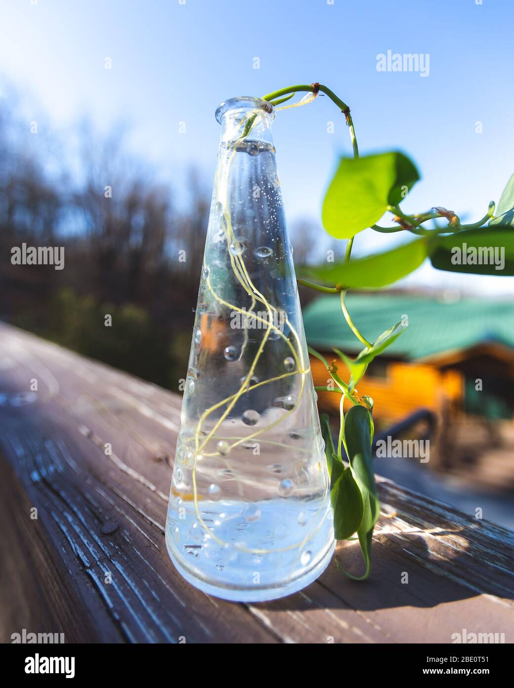 Pflanze schneiden sprießenden Wurzeln in Vintage Glas neben Blockhütte auf hellblauen Himmel Nahaufnahme Stockfoto