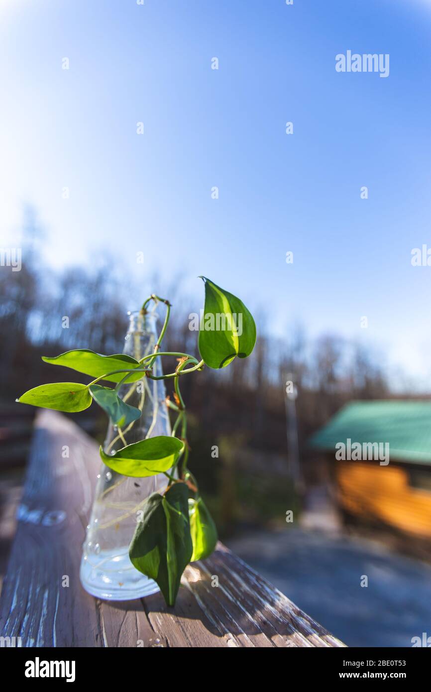 Pflanzen schneiden sprießenden Wurzeln in Vintage Glas neben Blockhütte auf hellblauen Himmel Stockfoto