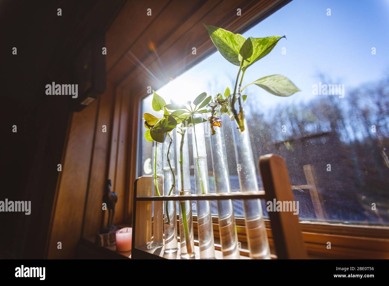 Stecklinge in Reagenzgläsern und Holzhalter auf Fensterbank Pflanzen Stockfoto