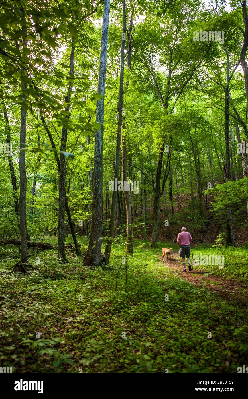 Ein reifer Mann, der mit seinem Hund in einem Laubwald, Maryland, USA, auf einem Pfad geht. Stockfoto