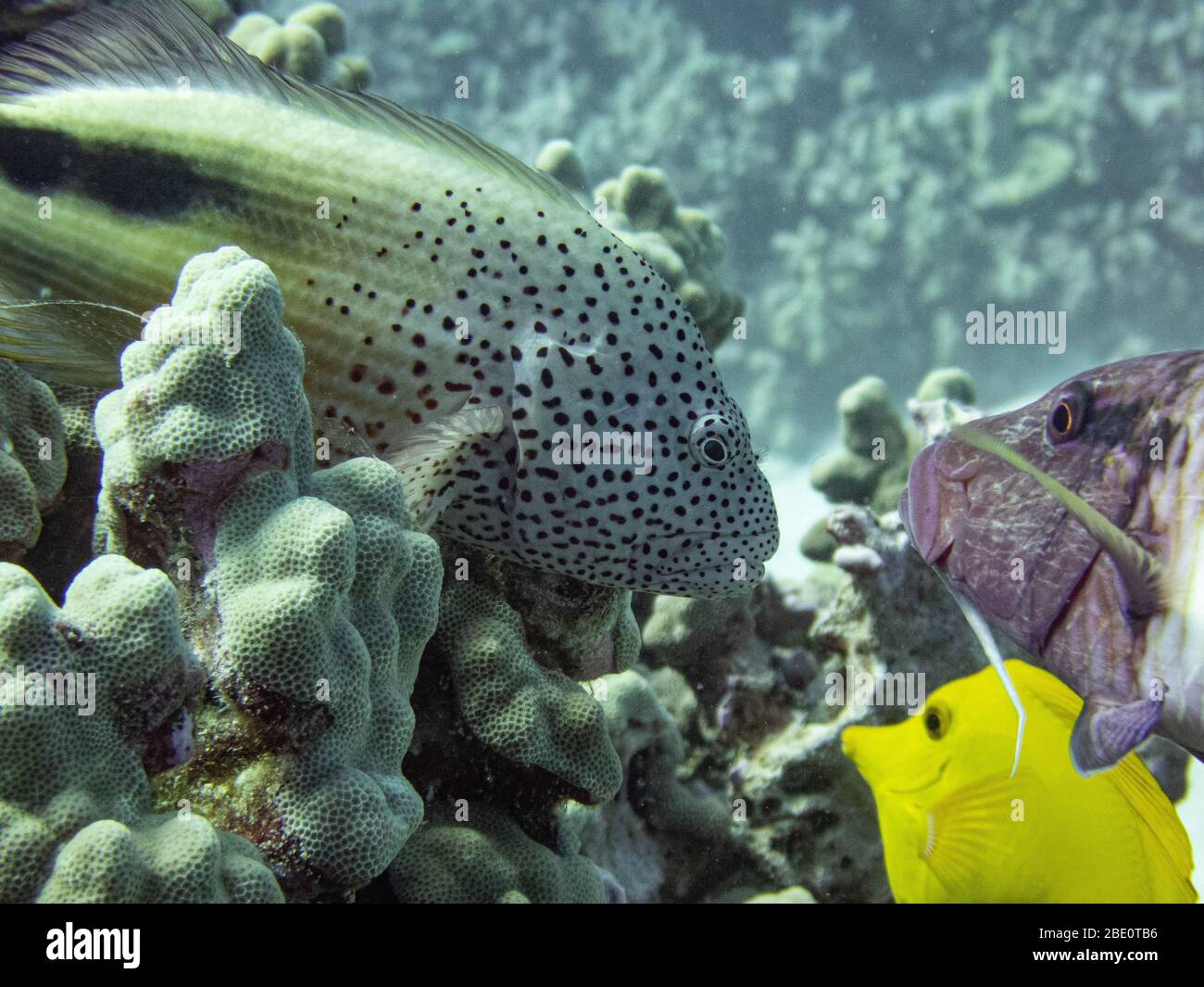 Schwarzseide-Falkenfisch auf der Koralle. Tauchplatz Puako, Big Island Hawaii. Stockfoto