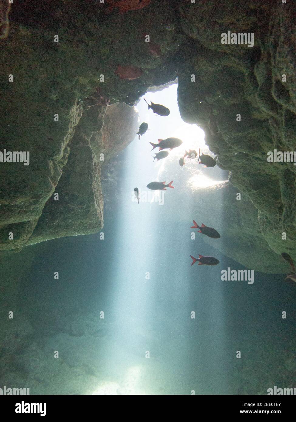 Fische in einer Höhle, die von einem Lichtschacht beleuchtet wird. Tauchplatz Puako, Big Island Hawaii. Stockfoto