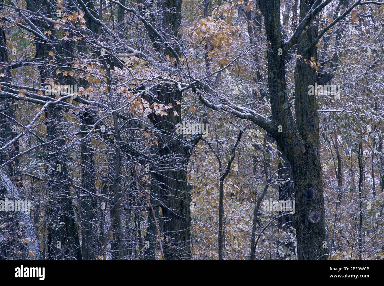 Laubwald mit Schnee, Audubon Center of the North Woods, Minnesota Stockfoto