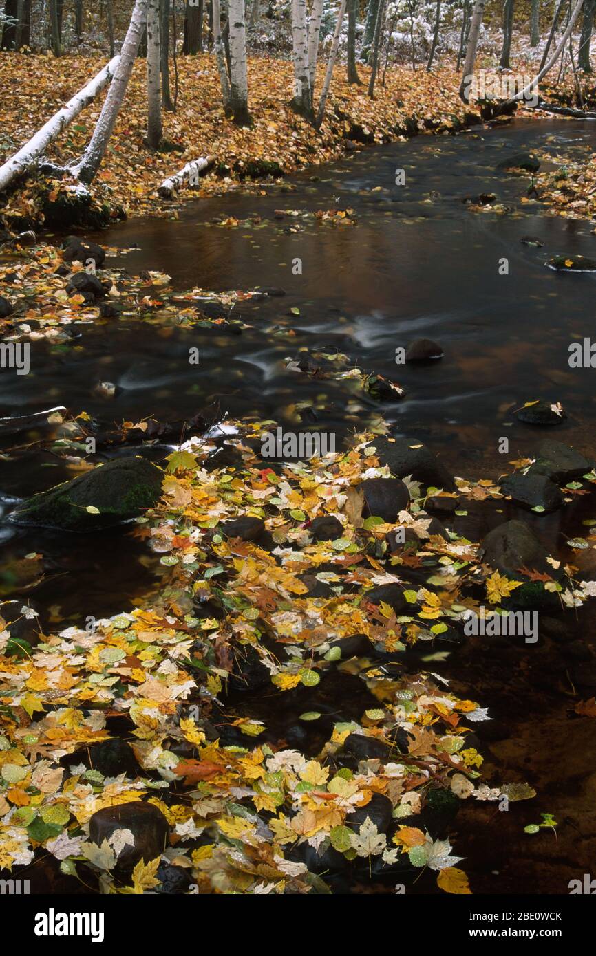 Windmill Creek im Herbstschnee, Audubon Center of the North Woods, Minnesota Stockfoto