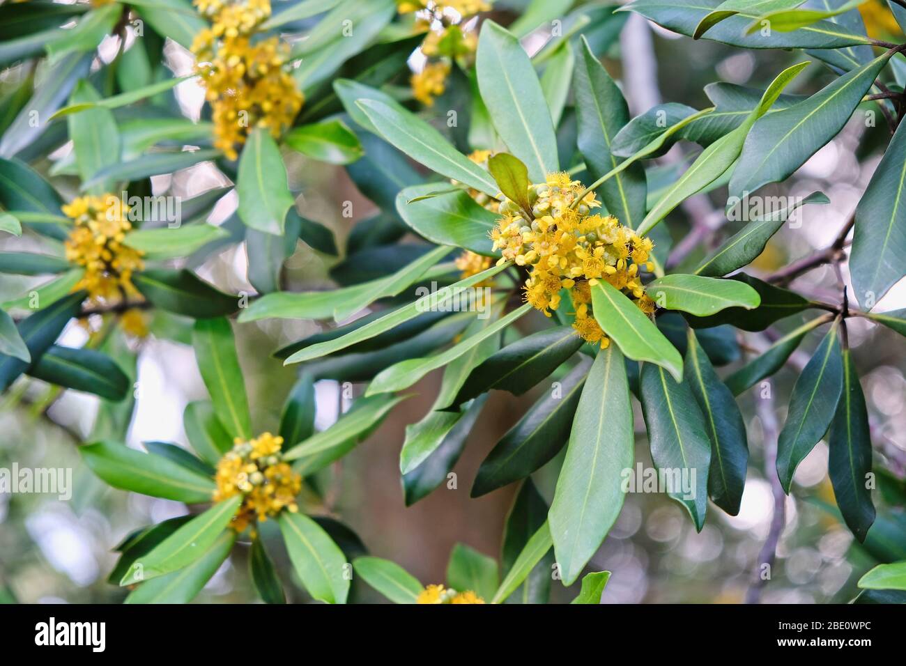 Wasser Gummi Blüten und Blätter in Nahaufnahme. Eine einheimische australische Pflanze. Stockfoto