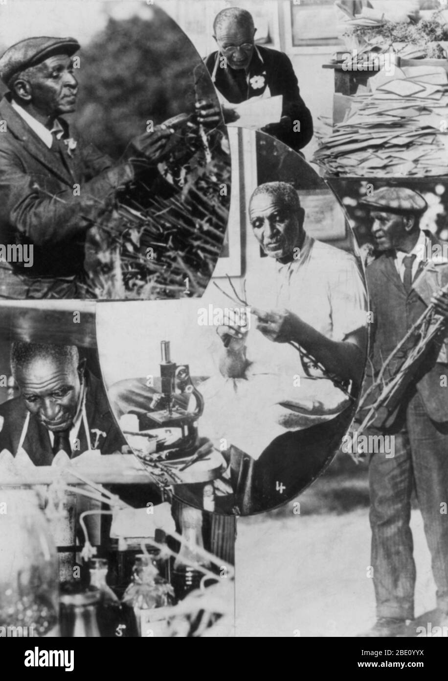 George Washington Carver (1864 - 5. Januar 1943) war ein afrikanisch-amerikanischer Wissenschaftler, Botaniker, Pädagoge und Erfinder in die Sklaverei hineingeboren. Im Jahre 1891 besuchte und studierte Botanik an der Iowa State Agricultural College, wo er war der erste schwarze Student und später als erster schwarzer Fakultät gelehrt. Sein Ruf basiert auf seiner Erforschung und Förderung von Alternativkulturen, Baumwolle, wie Erdnüsse, Sojabohnen und Süßkartoffeln, die auch Nahrung für die bäuerlichen Familien unterstützt. Er wollte, dass arme Bauern, alternative als Quelle ihrer eigenen Lebensmittel und als Quelle für andere Produkte anzubauen Stockfoto